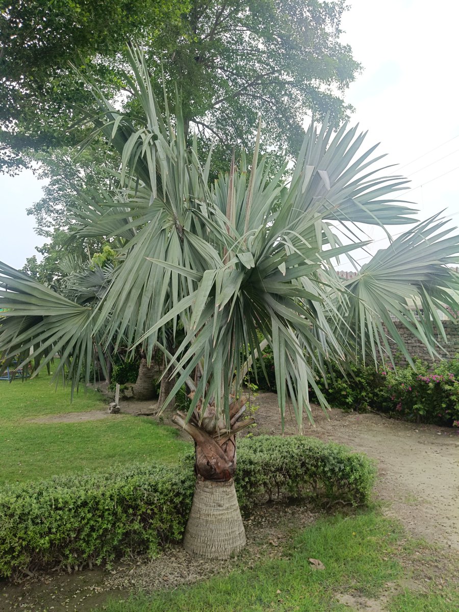 NATUREVIBESPK's tweet photo. #sunpalm https://t.co/rVsxXx9nV9