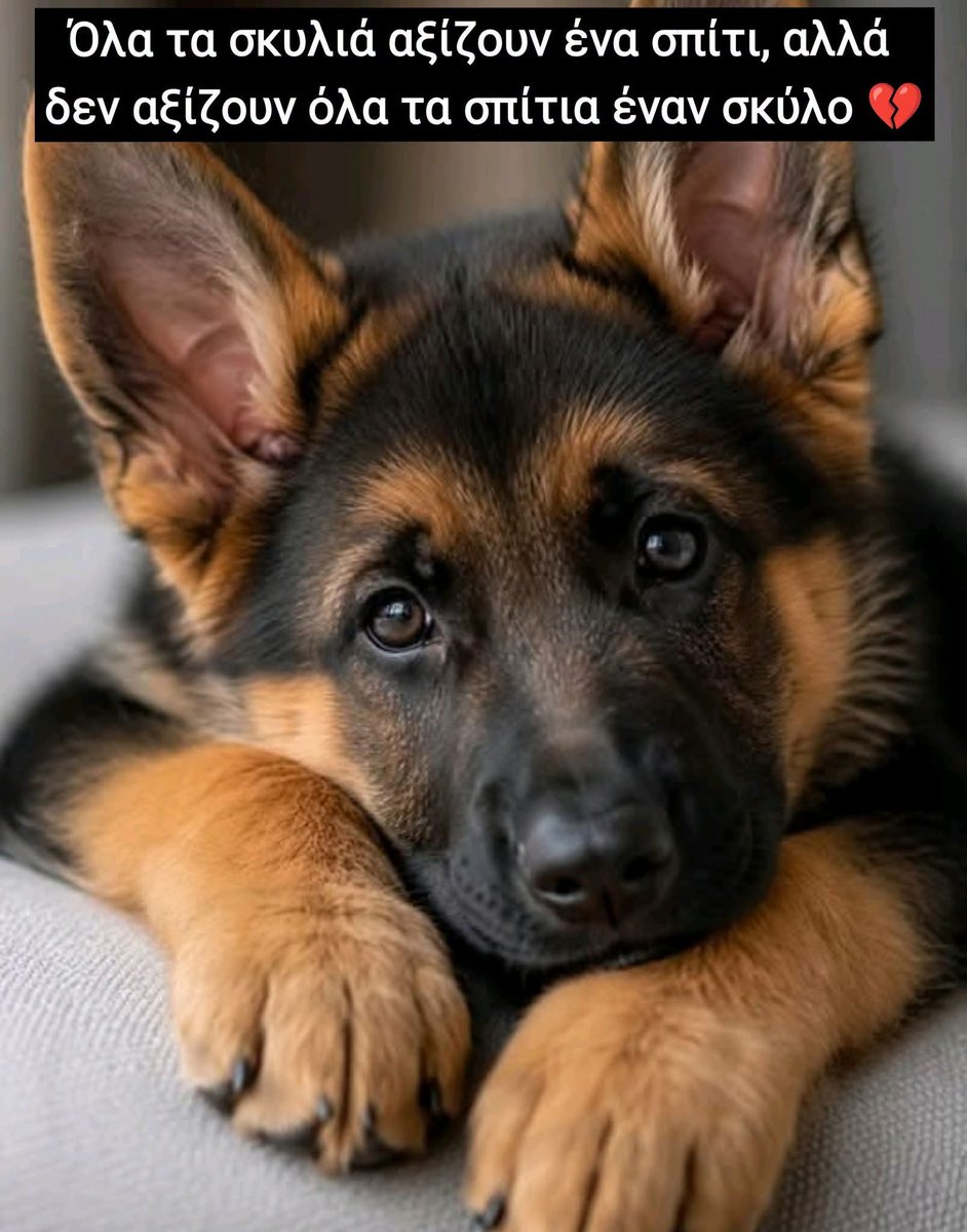 5c4fa9e2418f474's tweet photo. 🐕❤🐕❤🐕 https://t.co/SPdPIAObH7