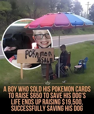 Rainmaker1973's tweet photo. An 8-year-old boy named Bryson Kliemann from Lebanon, Virginia, set up a roadside stand to sell his prized Pokémon card collection after his puppy, Bruce (a black lab mix), was diagnosed with parvovirus (parvo), a potentially fatal infection.

The treatment was estimated to cost around $650–$700 (sources vary slightly on the exact initial goal, but it's consistently in that range). Bryson raised a few hundred dollars himself (around $400 from card sales over a couple of days), but the story went viral after local news coverage.

His family set up a GoFundMe campaign titled something like "Just a boy trying to save his dog." Donations poured in from across the country (and even internationally), eventually raising over $19,500 (some reports note figures like $17,000–$24,000 at different points, but $19,500+ is commonly cited in summaries).

Bruce received the necessary life-saving treatment and recovered. The extra funds were used to help other animals in need (e.g., donating to local shelters and vet care for struggling families). As a bonus, The Pokémon Company heard about it and sent Bryson a package of rare cards and a letter to help rebuild his collection.