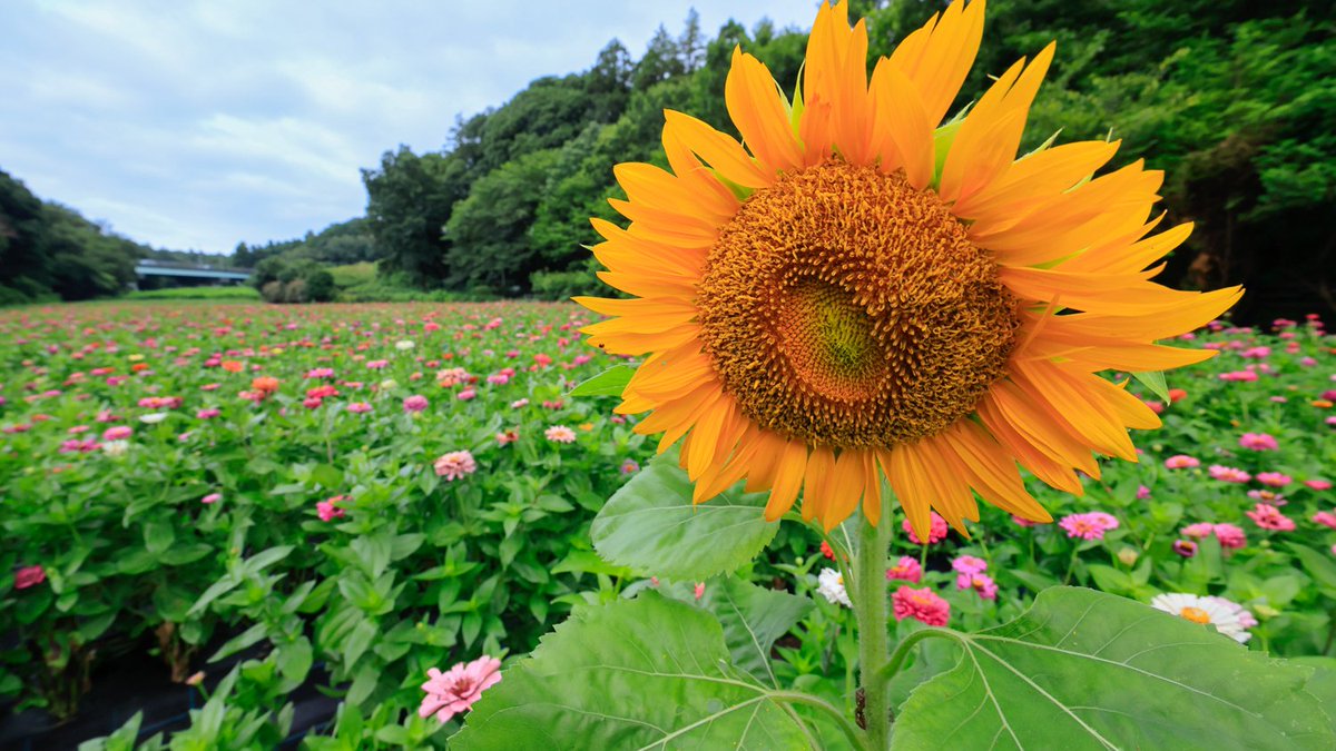 RAKUROSANPO's tweet photo. 追分市民の森、百日草は見頃,、向日葵は少しだけ。
2026.07.27撮影

#追分市民の森 #矢指市民の��� #百日草 #向日葵 #ひまわり #横浜市旭区 #横浜市 #YOKOHAMA https://t.co/3tzAJIDkDO