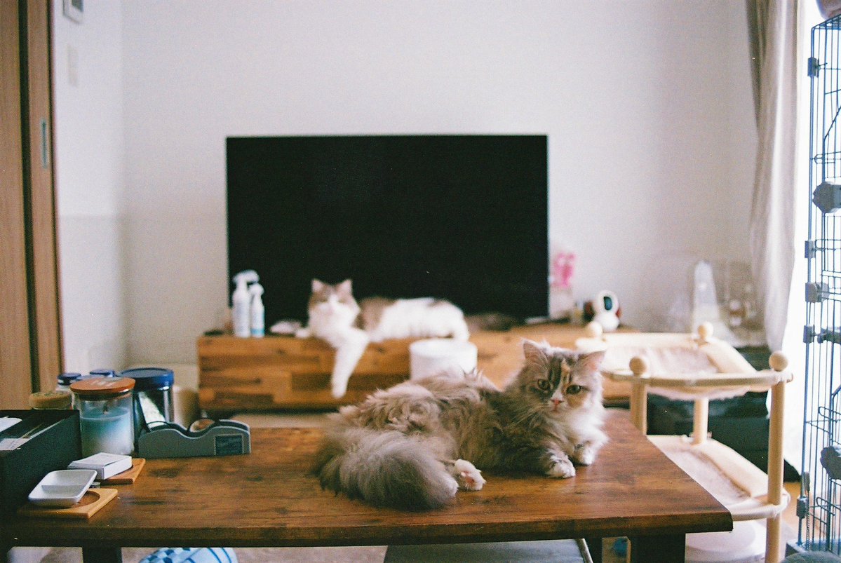 uni_hotate__'s tweet photo. 初めてフィルムでうにほたをおさめたよ

#kodakfilm #nikonf3 #catphotograph https://t.co/2nnyFRAGQu