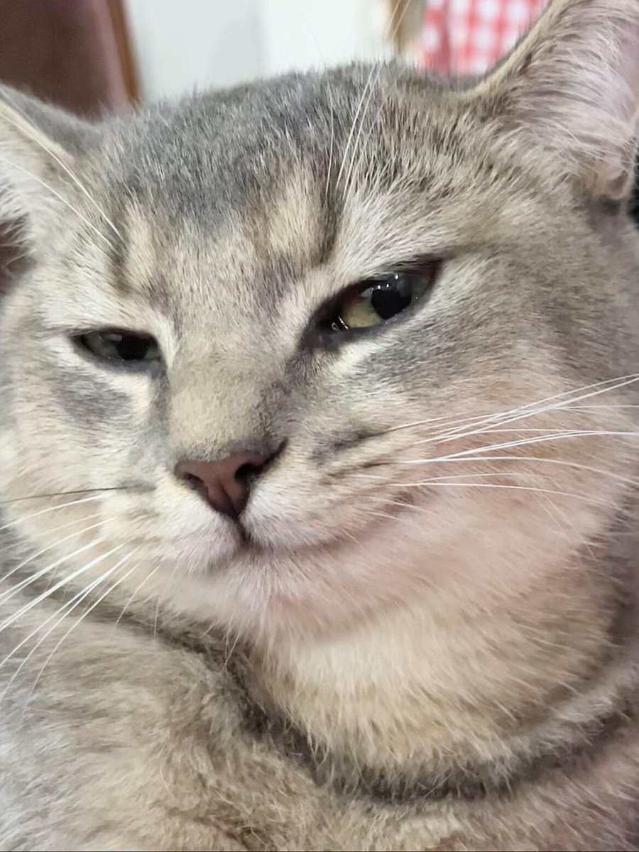 nocontextscats's tweet photo. scheming https://t.co/9oSIRuaOsQ