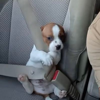 AcervoCharts's tweet photo. Segurança em primeiro lugar! Este doguinho só anda de carro usando cinto de segurança. https://t.co/KxMrQNqfLd