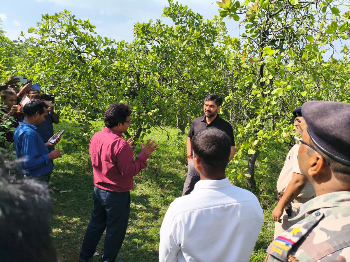 AgriDirectorate's tweet photo. The administrative inspection of the cashew plantation located in Nala Block of Jamtara District is an important initiative towards strengthening agriculture and the rural economy.
During the inspection, various aspects related to the overall development of(1/7) https://t.co/RXX3RRKxgq