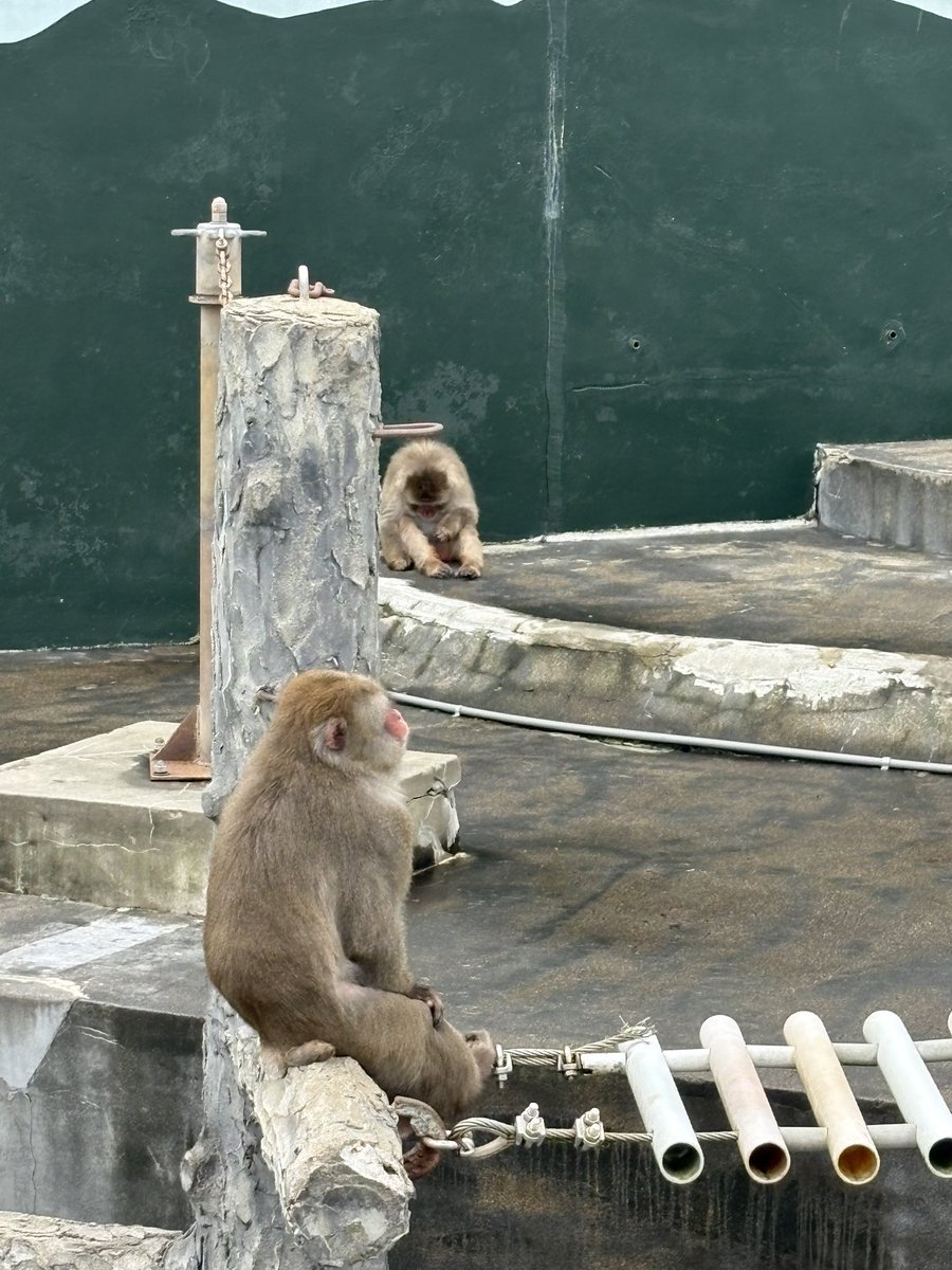 chi_onsen1126's tweet photo. 本日のお散歩は
植物園、函館山、あいす118
コナン映画のシーンの場所も見れました〜 https://t.co/YdtVC6wYpO