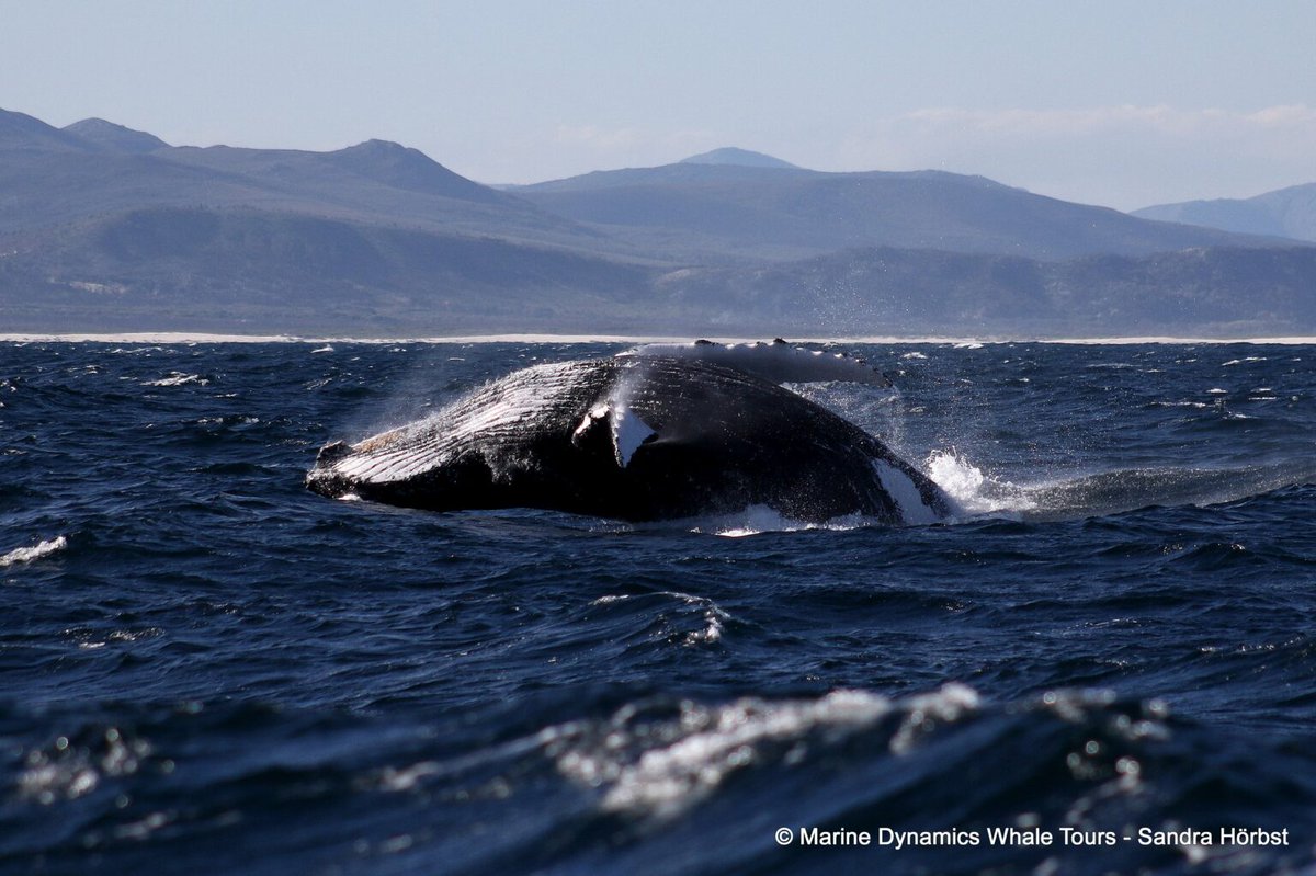 MarineDynamics's tweet photo. 40 tonnes. One unforgettable moment.

A Humpback Whale launching clear of the ocean is something you never forget.

This is happening right now off the Whale Coast with Marine Dynamics Whale Tours.

Book your seat:
 https://t.co/lBcgYvSuwT https://t.co/cb7CsHPzFy