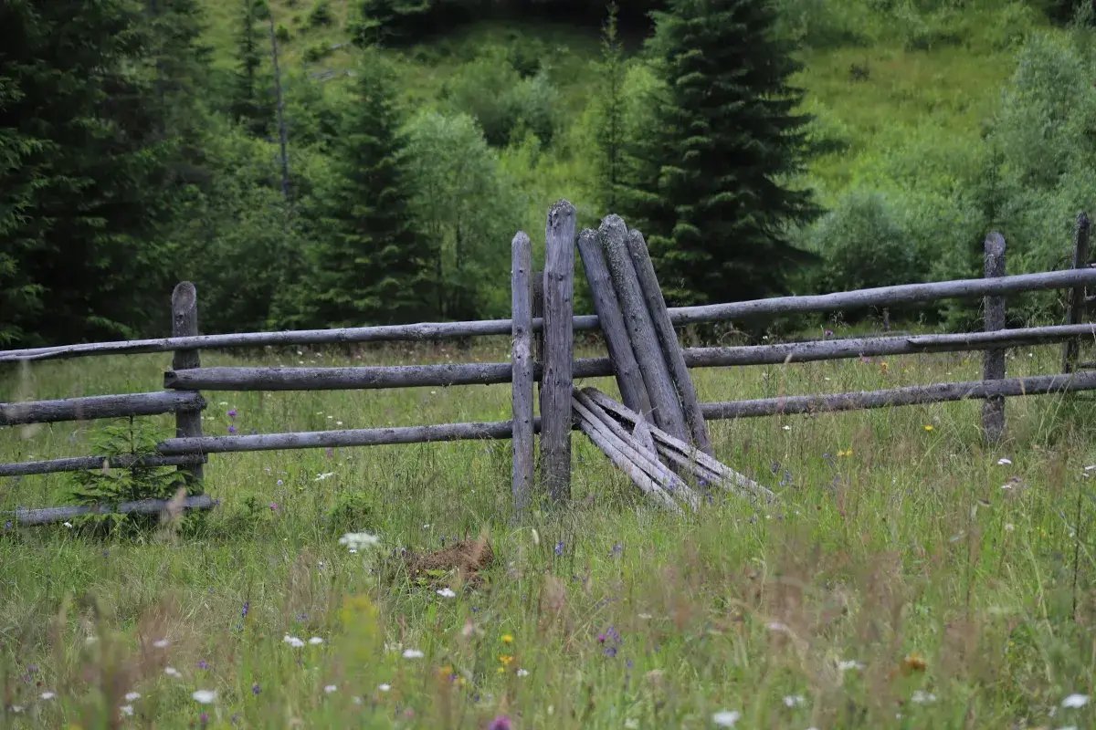 MuscaCiprian's tweet photo. Romania's Government adopted the National Biodiversity Strategy 2026–2030 on 23 July, fulfilling PNRR Milestone 31. My analysis of what the document means for forests, national parks and the communities around them:
https://t.co/4i0ZJ2LnIO https://t.co/Vwcd93KVY6