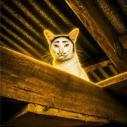 kenszuo's tweet photo. Yesterday we ran two $Nong The Cat coins.  

Both ran, even though the name was incorrect.  

Today I found the cat's real name. 

 It's actually $Nugget.  

Now we can run it properly using its real name. 

 $Nugget The Cat

https://t.co/GRRTJkKFTx https://t.co/OuITWHG4Gj