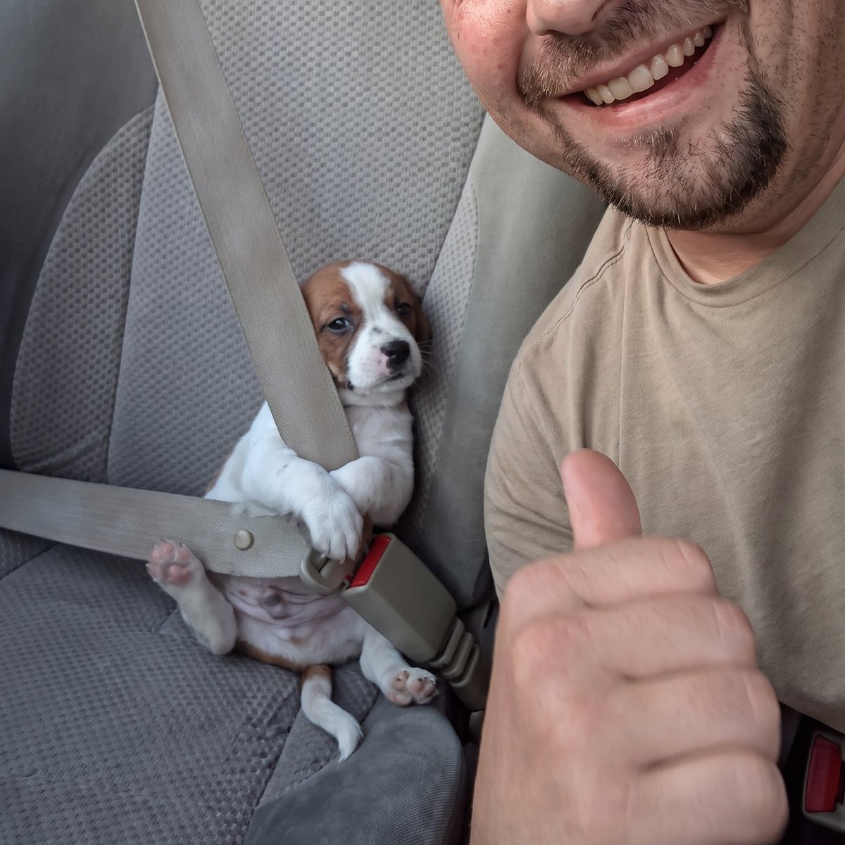 AcervoCharts's tweet photo. Segurança em primeiro lugar! Este doguinho só anda de carro usando cinto de segurança. https://t.co/KxMrQNqfLd