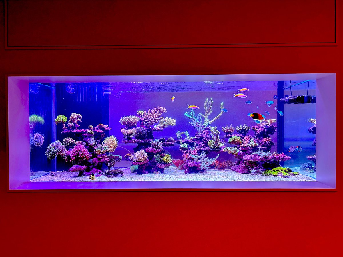 orifta_aqua's tweet photo. 写真撮るの難しい…アプリで補正すると嘘臭くなるしコーラルレンズ買おうかな https://t.co/zEhL6fRoRN