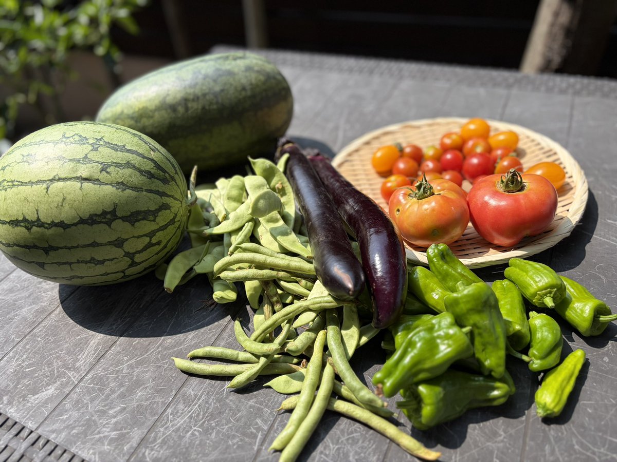 itukayarigatake's tweet photo. 黄色の小玉スイカとピノガールを収穫🍉
とれすぎてスイカ🍉食べきれない…。

野菜を育てるようになって
食費が3分の1以上減りました
いつもながら色々教えてくれる畑の先輩方には感謝です！ https://t.co/Hk4KsaUEq6