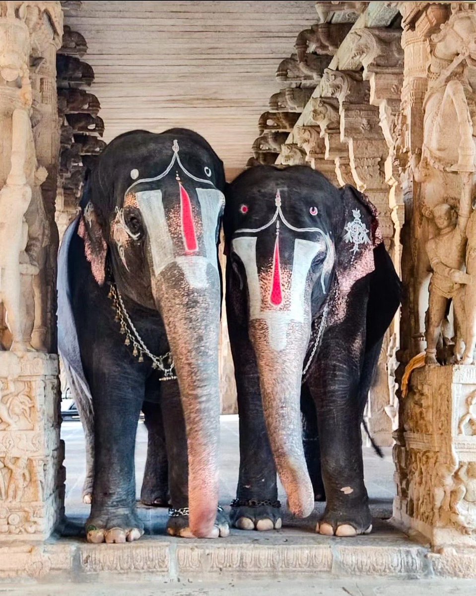 Yaduvam's tweet photo. Andal and Lakshmi, the two resident elephants of the Sri Ranganathaswamy Temple in Tamil Nadu, India. https://t.co/OBtaj2fbCr
