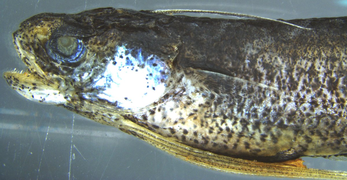 IEOoceanografia's tweet photo. 🐟 Documentada por primera vez en aguas españolas la presencia del pez Bregmaceros atlanticus

🔬 El #IEO_CSIC confirma su presencia en Canarias e incorpora una nueva secuencia genética a las bases de datos internacionales

🔗https://t.co/xy8VwzOije

📖https://t.co/yNFreMdaBi https://t.co/smMQL2sQJ4