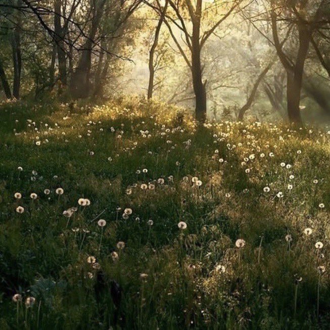 _Naturaee's tweet photo. beauty found in nature https://t.co/UXV1q89RFy
