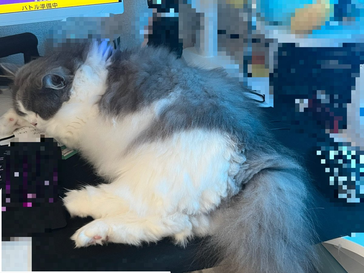 yoru212121's tweet photo. 猫飼いゲーマーの至福🥰🥰🥰 https://t.co/fsjRJAgVsn