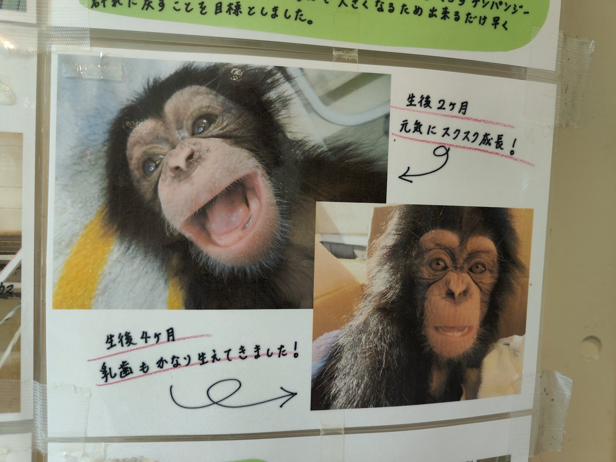 ape head fred tweet media