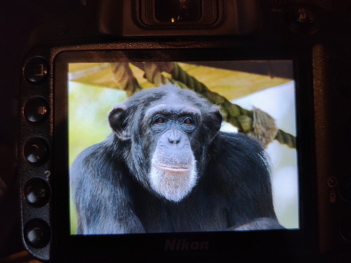 ape head fred tweet media