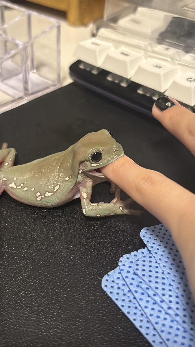 suiath_frog's tweet photo. @bunntaso たくさん撮れました🐸 https://t.co/wIRP5iDzVc