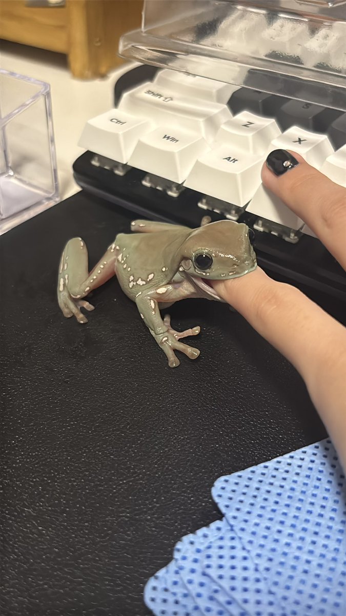 suiath_frog's tweet photo. @bunntaso たくさん撮れました🐸 https://t.co/wIRP5iDzVc