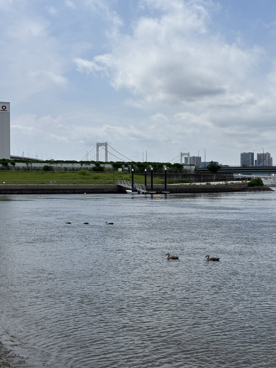 ariakeseasidep's tweet photo. 本日の公園には、カモが遊びに来ていました！🦆
夏の海をゆったりと泳ぐ姿に癒されます☀️
公園へお越しの際には、ぜひ生き物たちにも注目してみてください👀✨
#有明親水海浜公園 #有明 https://t.co/Dle2MlO17z