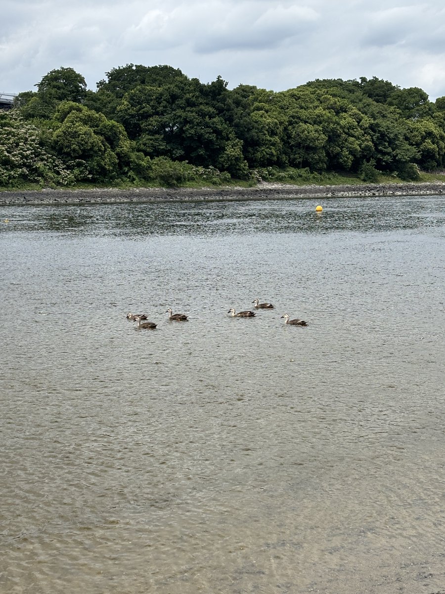 ariakeseasidep's tweet photo. 本日の公園には、カモが遊びに来ていました！🦆
夏の海をゆったりと泳ぐ姿に癒されます☀️
公園へお越しの際には、ぜひ生き物たちにも注目してみてください👀✨
#有明親水海浜公園 #有明 https://t.co/Dle2MlO17z