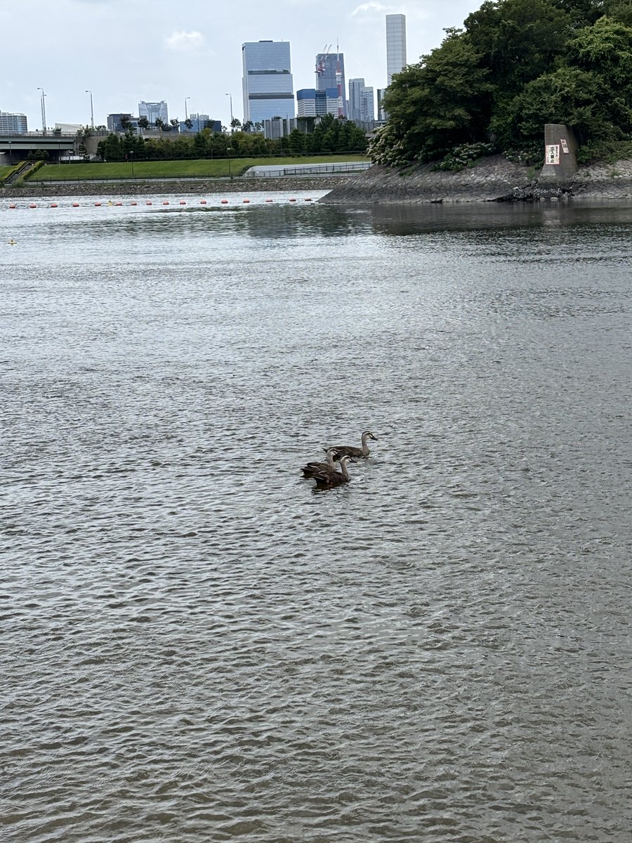 ariakeseasidep's tweet photo. 本日の公園には、カモが遊びに来ていました！🦆
夏の海をゆったりと泳ぐ姿に癒されます☀️
公園へお越しの際には、ぜひ生き物たちにも注目してみてください👀✨
#有明親水海浜公園 #有明 https://t.co/Dle2MlO17z