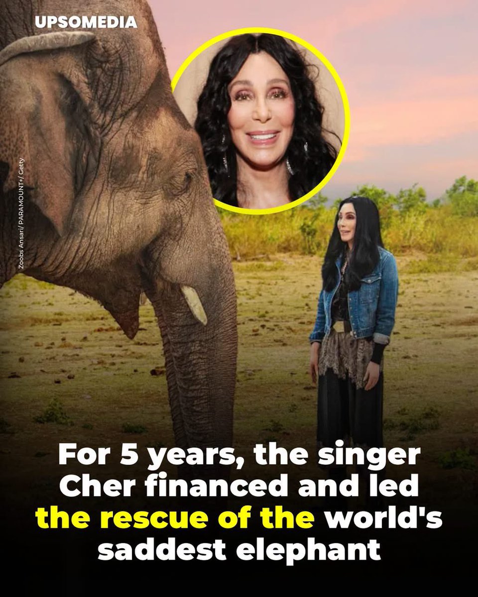 Protect_Wldlife's tweet photo. Superstar @Cher led a five-year battle to free Kaavan, known as the saddest Elephant in the world. After spending decades in loneliness and in abusive conditions at the Islamabad zoo in Pakistan, the animal developed serious psychological damage. 

“I couldn’t just look and do nothing,” the singer confessed after achieving his release.   Her intervention was decisive: she financed the transfer through her @FTWGlobal Foundation and personally traveled to Islamabad to negotiate with the Prime Minister. 

Thanks to her diplomatic pressure and the use of a Russian Ilyushin II-76 cargo plane, Kaavan stopped being the loneliest Elephant in the world. 

Today, caretakers confirm that he has recovered and lives free on the 30,000 hectares of the Cambodian Wildlife Sanctuary reserve.