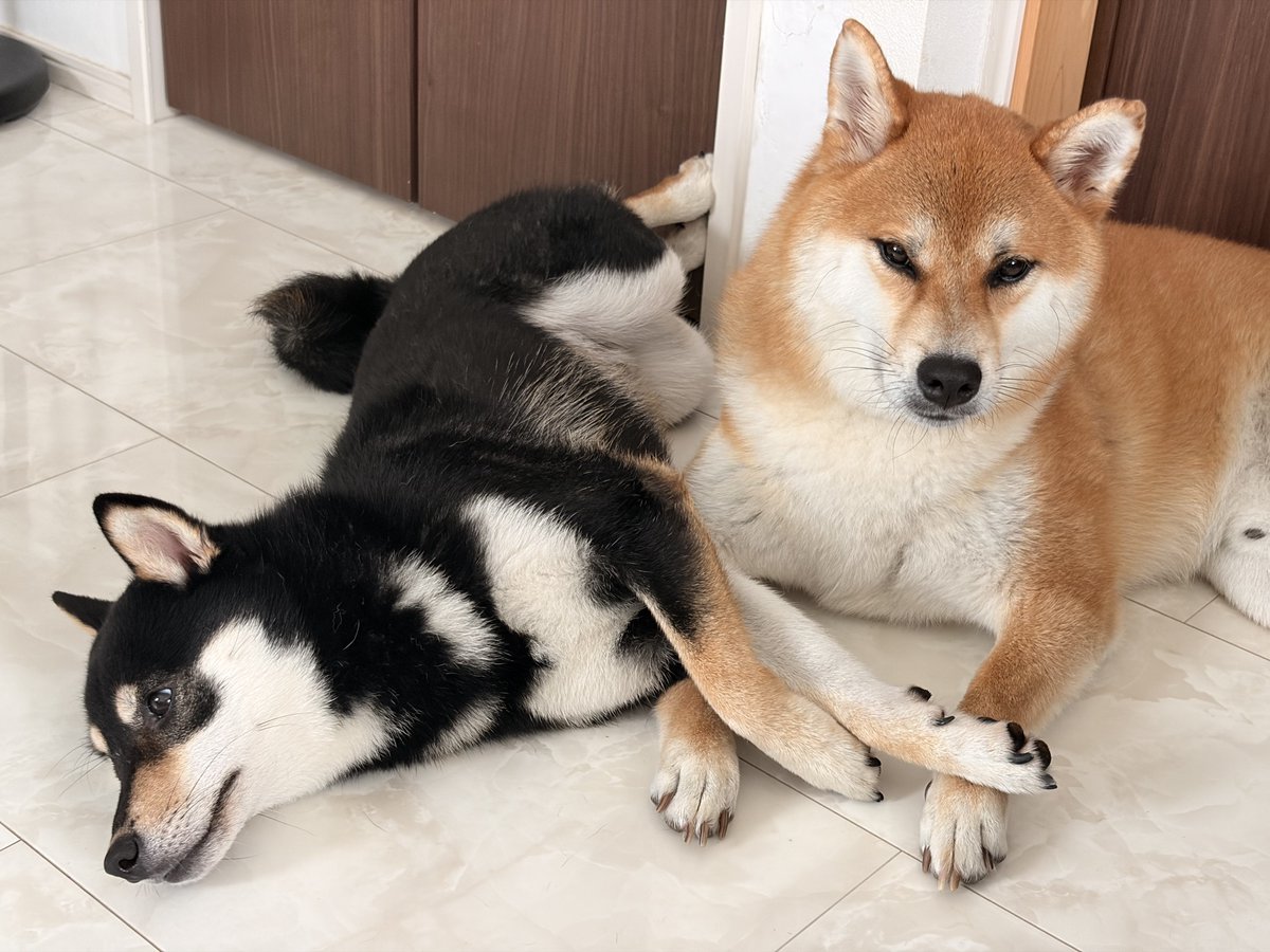 403mL's tweet photo. 距離が近すぎて困ってる😅 https://t.co/eXHuzwUJmm