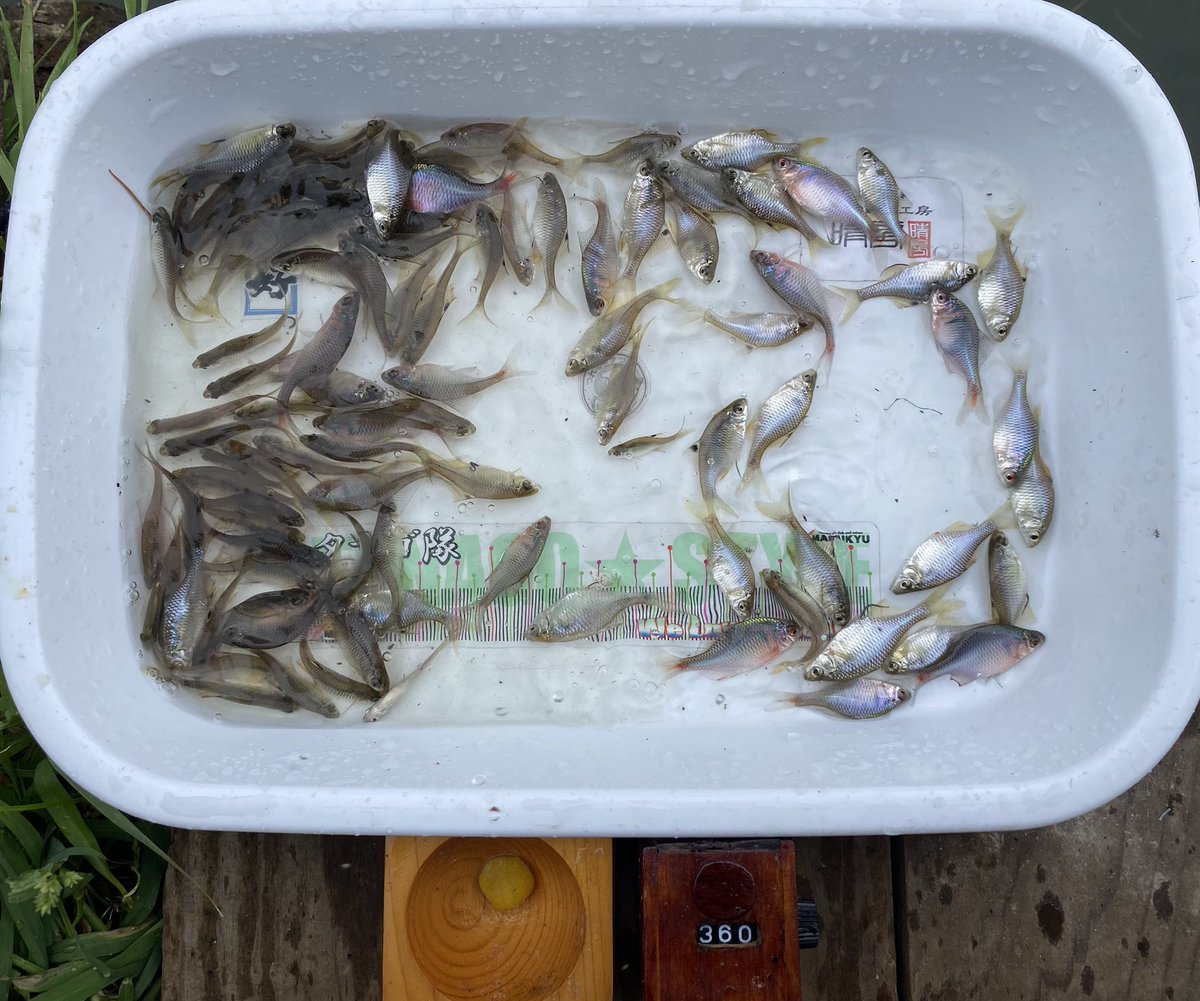 Tanago83's tweet photo. 本日の薔薇🌹鱮🐟釣り🎣

昨日に続き第2ホーム池へ 🚙➰
蒸し暑い陽射し有り 🥵　涼しい曇り☁️ 有り 😊　小雨＆本降り有り ☔️
となんでも有りだった 😅
先輩からの差し入れのアイスは美味しかった 😋 https://t.co/wPiKC9Rl1I