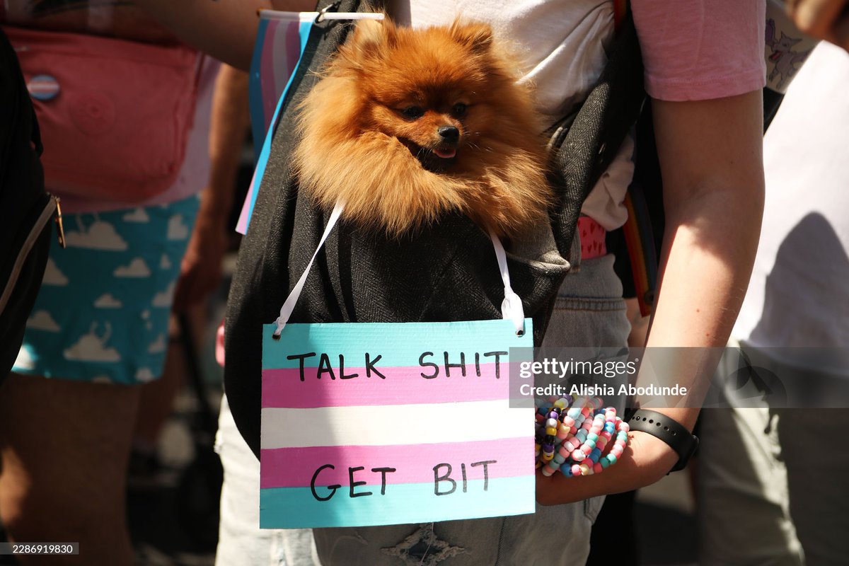 shitbritishpics's tweet photo. A dog has a sign around its neck as people take part in the London Trans+ Pride parade in London (2025) https://t.co/ik6jYBpvRR