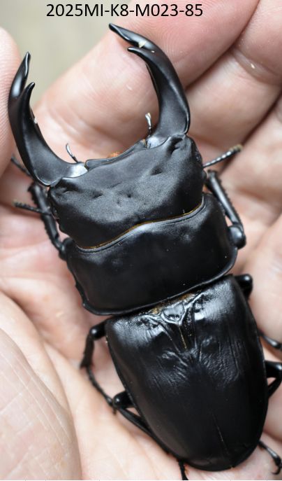 Dorcus51255814 tweet picture