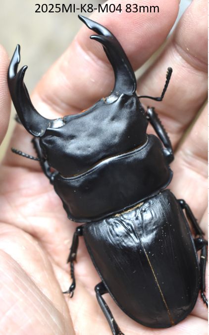 Dorcus51255814 tweet picture
