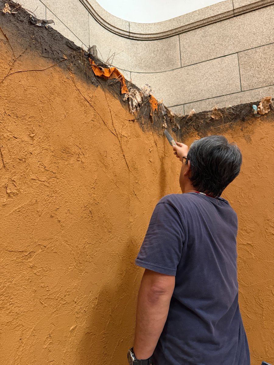 museum_kahaku's tweet photo. 🏛️#かはくの裏側 をご紹介🏛️

今回は、7月31日㈮からはじまる企画展「どうする、ニンゲン」の設営風景をご紹介！

中央ホールに設置した壁に土を塗り、ニジェールの土壌を表現しました。
土壁の上部には藁やぼろ布がついています。これはいったい…？

ぜひ実際に展示をご覧下さい！開幕をお楽しみに✨ https://t.co/mDSR2Ogkt7