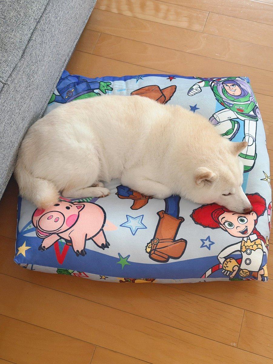 go20597673's tweet photo. おもらししちゃって、寝るところが

濡れて悲しくてウロウロしていたら

お母さんの枕を貸してもらえたワン🐶

＃白柴　＃柴犬のいる暮らし https://t.co/aYShrCcoKW