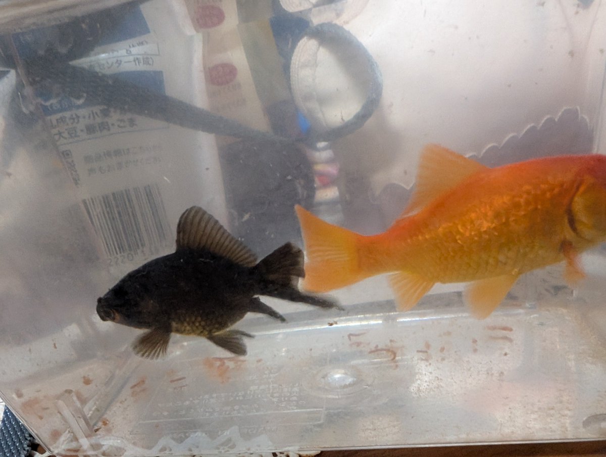 yatarakarasu's tweet photo. 尾びれ生えてきたってハッキリ分かんだね！ https://t.co/wNglGD0P60
