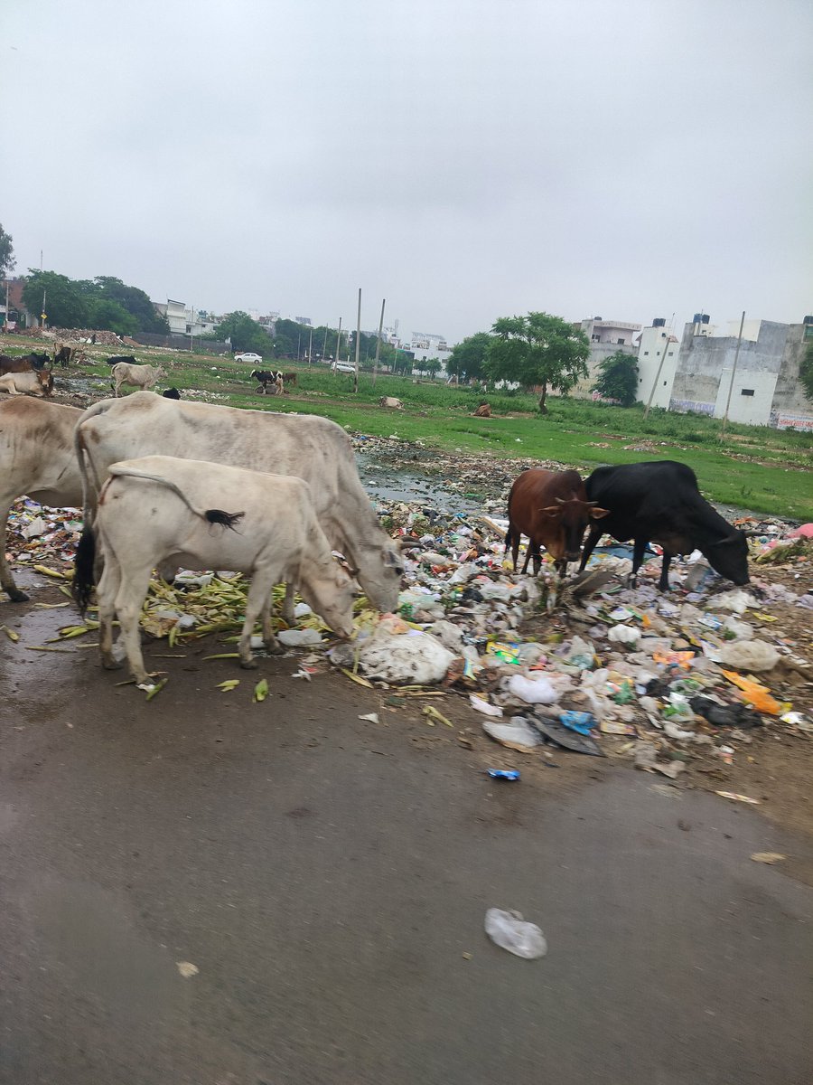 SurajSingh0410's tweet photo. A public health and animal welfare emergency is unfolding beside Pioneer Montessori School, Jankipuram Extension (60 Ft Road), Lucknow. Immediate intervention is urgently needed.
@lkopolice @UPGovt @narendramodi @CMOfficeUP @UPGov @UPHealthDept @LMC_Lucknow #SwachhBharat https://t.co/amQM8wsIRi