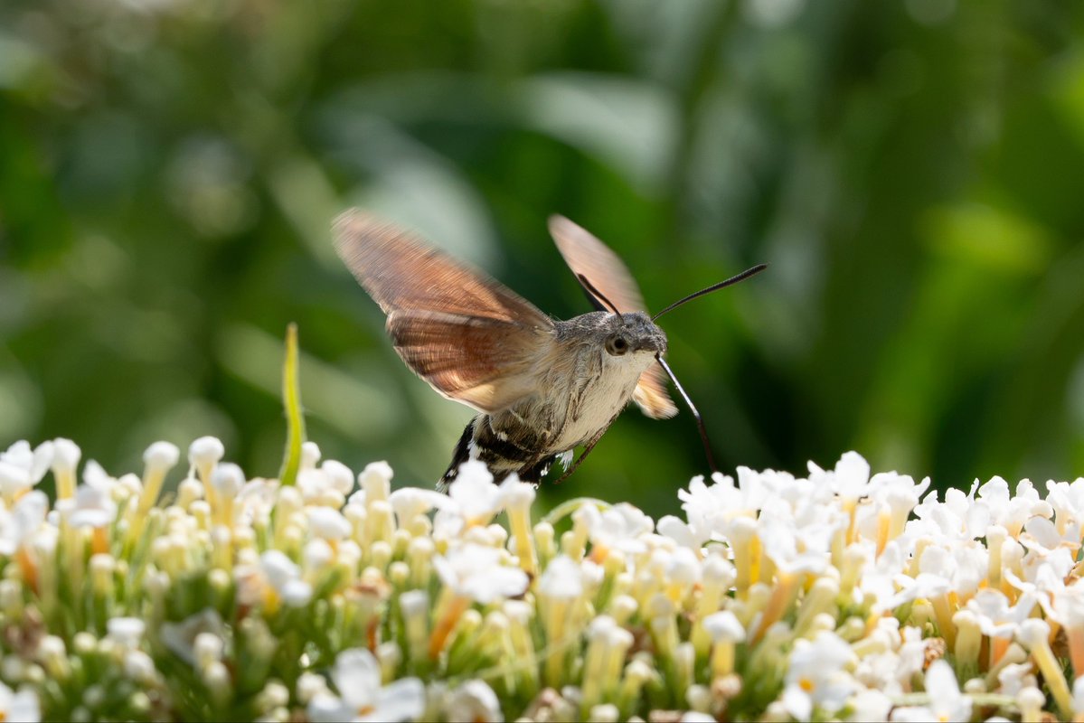 nigel_auty's tweet photo. @CarlBovisNature Brilliant footage @CarlBovisNature. I was in Snowdonia a couple of weeks back and spotted a few of these Hummingbird Hawk Moths. I had never seen them before. They were fascinating to watch.They kept me occupied for a few hours with my camera..!!!! https://t.co/u6ceY5JJeA