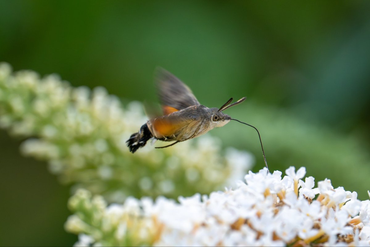 nigel_auty's tweet photo. @CarlBovisNature Brilliant footage @CarlBovisNature. I was in Snowdonia a couple of weeks back and spotted a few of these Hummingbird Hawk Moths. I had never seen them before. They were fascinating to watch.They kept me occupied for a few hours with my camera..!!!! https://t.co/u6ceY5JJeA