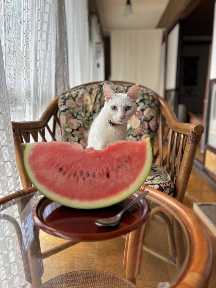 don_guri_gura's tweet photo. 今日はベビーちゃんや子どもちゃんママさん達とスイカを食べたり夏を満喫するｲﾍﾞﾝﾄをしました。おつかれｻﾏｰ https://t.co/dfU8kTsWCt