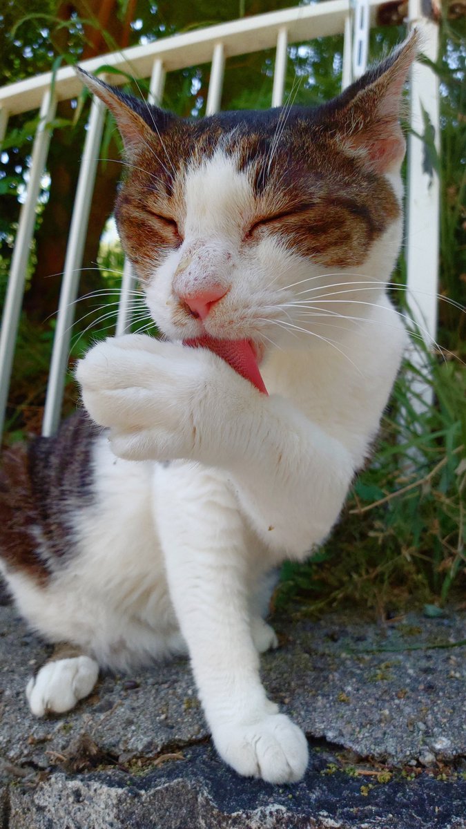 naclballcats's tweet photo. 🐹ふみぃ〜時々出会うから〜トキドキ猫さんと呼んでいる猫さんです😹最初に出会ってから１０年近く立ちましたけど、何ヶ月間とか期間空いてても〜ちゃんと覚えてくれているのが嬉しい猫ですにゃん🥰すりすり〜にゃおん😻🐾🐾 https://t.co/hR2J6AIyzb