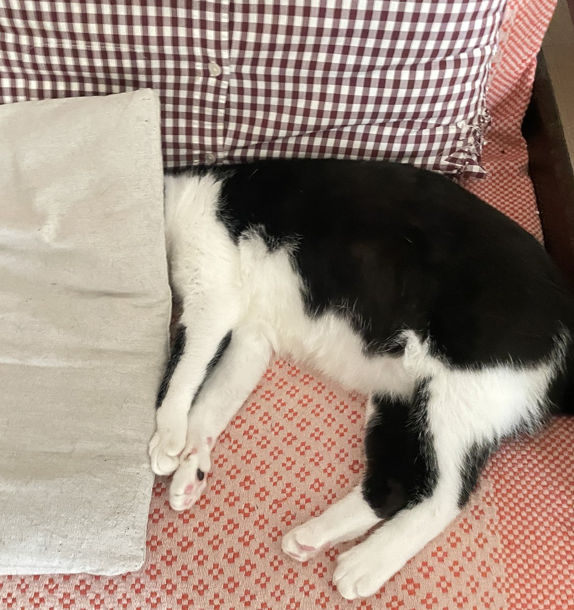 twocatboy's tweet photo. 本業が忙しくてご飯が遅くなってしまい……クッションの下にすっぽり顔を隠して全力で拗ねるロック（笑）。 全身から「怒っています」オーラが凄まじいです。今夜は特製ウェットとご褒美おやつで全力でご機嫌取りしなきゃ！ みなさんの猫ちゃんが拗ねたエピソードも募集中です。
#猫のいる暮らし https://t.co/CS9dtTSFLF