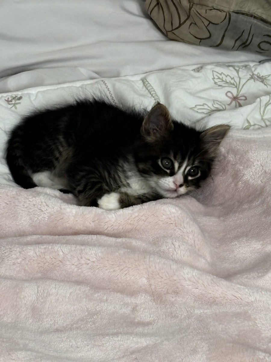 aetheracarbb's tweet photo. cat people, i need kitten advice 👇🏻 https://t.co/fCJV75Ovuu