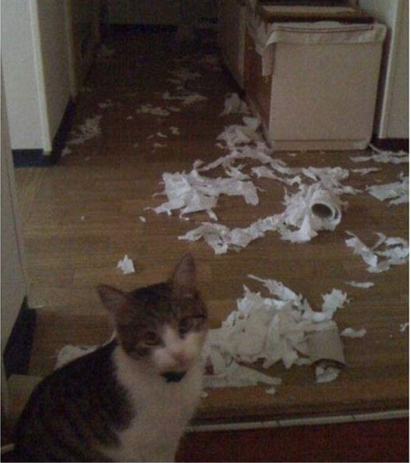 NoCatsNoLife_m's tweet photo. I have absolutely no idea who did this. https://t.co/4VGKUoxP3o