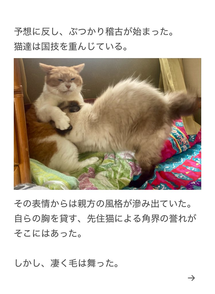 yalalalalalala's tweet photo. 【連休中の猫の様子に注意する事】 https://t.co/FlbXwJFcaS