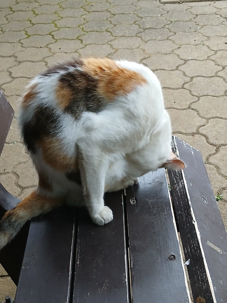 Dryas1003's tweet photo. 最近見かけなくて心配だった猫に近くの公園で会ったよ(*>ᴗ<*)
餌あげてる人に聞いたら90歳の雌の地域猫なんで近くの畑に住んでるんだって。
まだ、長生きしてくれるといいなぁ。
もう一匹茶色の若い仲間がいてそっちはすぐ逃げちゃうから写真撮れなくて残念💦
 #猫  #地域猫   #写真  #D5600 https://t.co/PSkVCST473