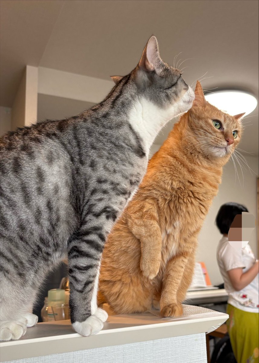 こいもちゃん🐈 tweet media