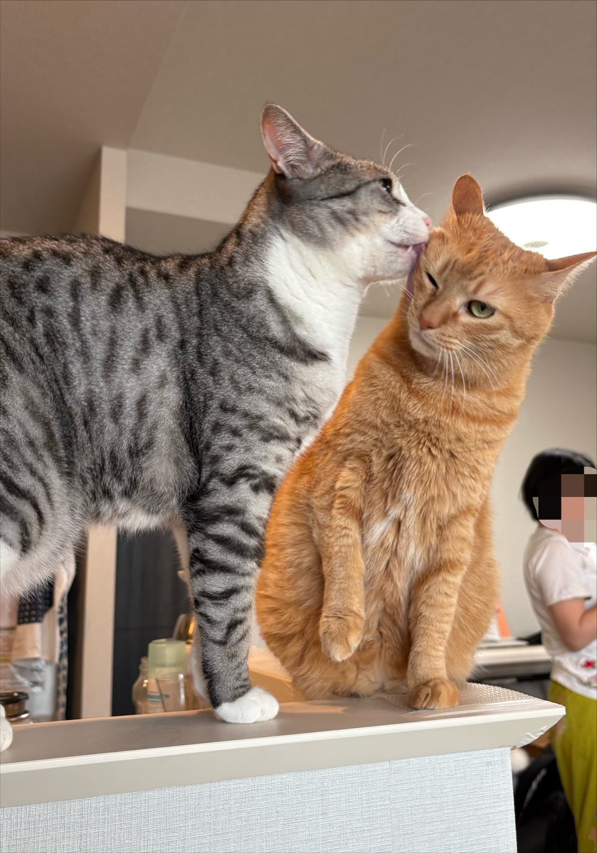 こいもちゃん🐈 tweet media