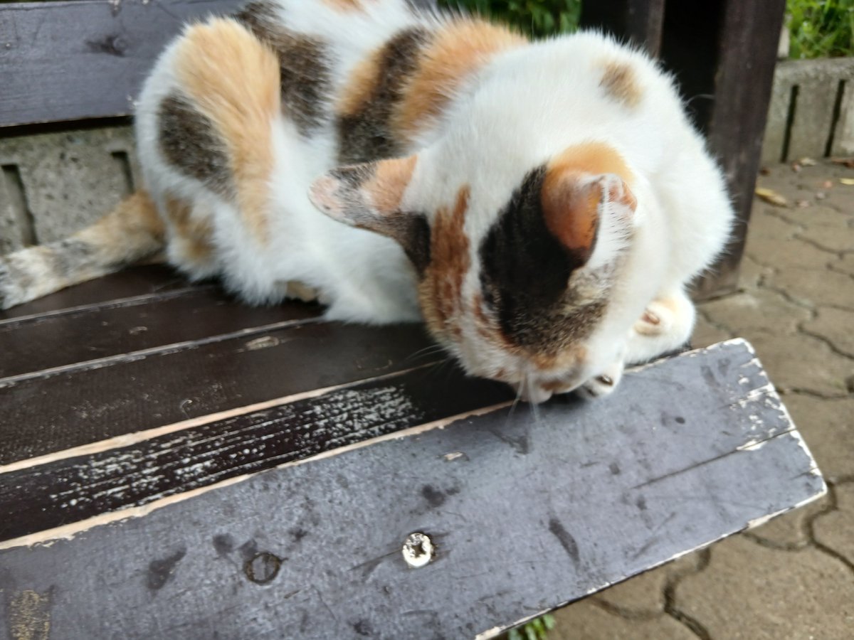 Dryas1003's tweet photo. 最近見かけなくて心配だった猫に近くの公園で会ったよ(*>ᴗ<*)
餌あげてる人に聞いたら90歳の雌の地域猫なんで近くの畑に住んでるんだって。
まだ、長生きしてくれるといいなぁ。
もう一匹茶色の若い仲間がいてそっちはすぐ逃げちゃうから写真撮れなくて残念💦
 #猫  #地域猫   #写真  #D5600 https://t.co/PSkVCST473