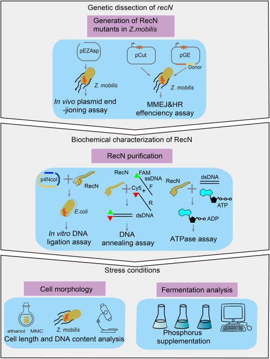 BioDesignR's tweet photo. RecN emerges as a tunable switch coordinating DNA repair choice and stress-resilience programs #DNARepair #StressResponse #GenomeEngineering
Details: https://t.co/NTBmbTcbLp https://t.co/4T1bFSIsTB