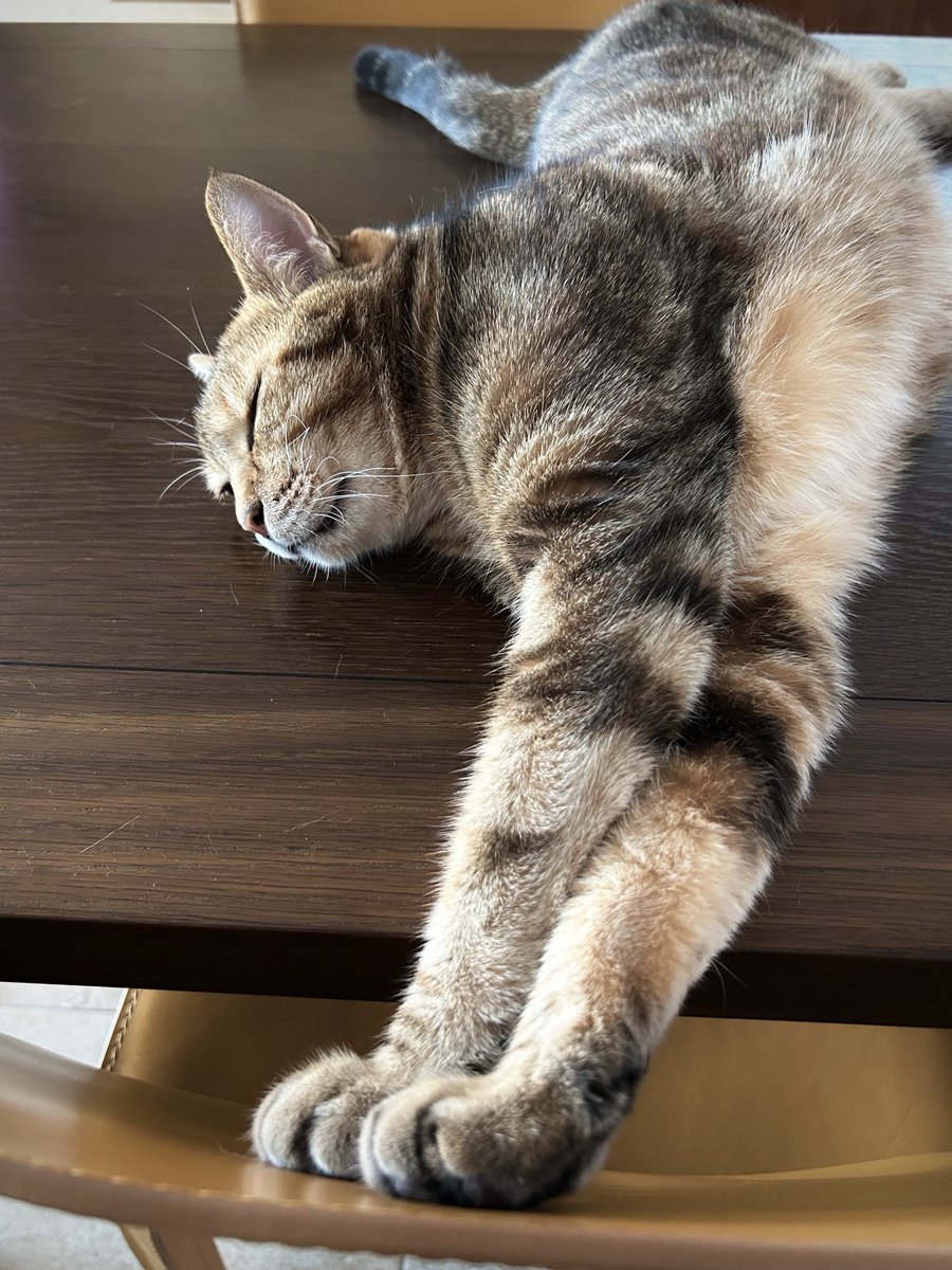 lion007's tweet photo. トモさん
伸びていると思いきや
寝ていました。

起こさないよう
いつものイスは使いません。

しかしどうしたら
こんな寝相になるのでしょう。

あっ起きそう……
また、寝た。笑

静かな、幸せな午後でした。 https://t.co/cs59Pm6S7B